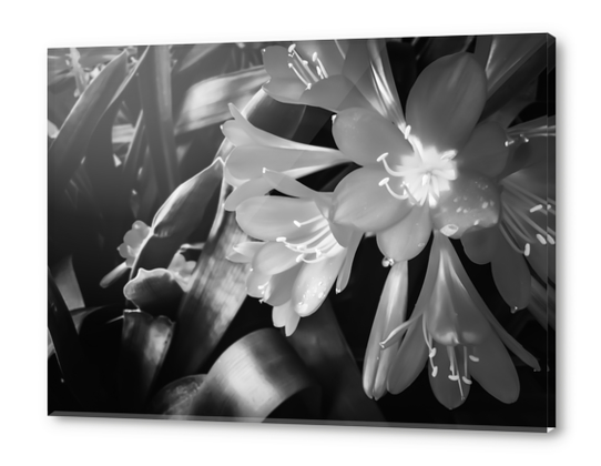 Closeup blooming Clivia flowers in black and white Acrylic prints by Timmy333