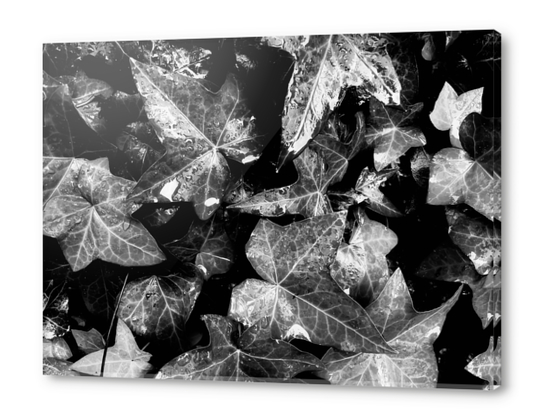 closeup ivy leaves garden texture background in black and white Acrylic prints by Timmy333