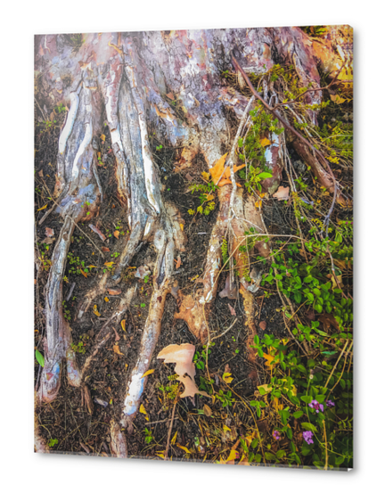 tree roots with green leaves plant on the ground Acrylic prints by Timmy333