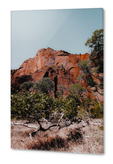 mountain with green tree in the forest at Zion national park, Utah, USA Acrylic prints by Timmy333