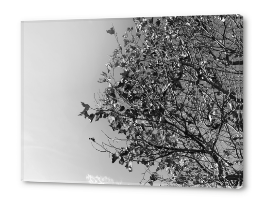 tree branch with clear sky background in black and white Acrylic prints by Timmy333