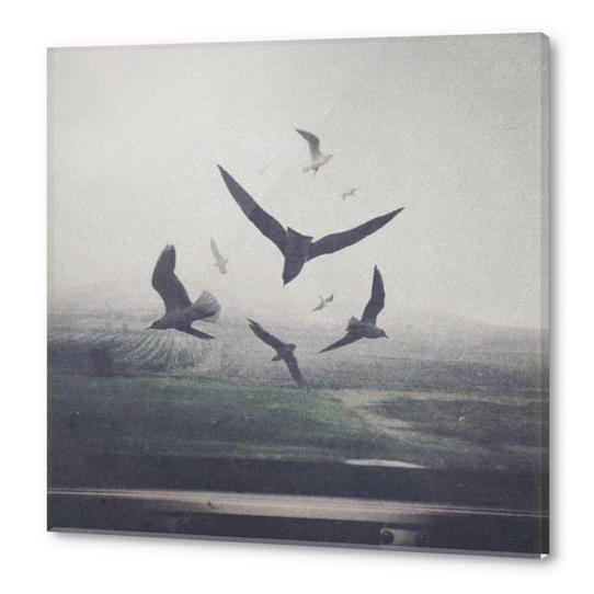 Birds Acrylic prints by yurishwedoff