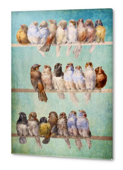 Birds Birds Birds Acrylic prints by DVerissimo