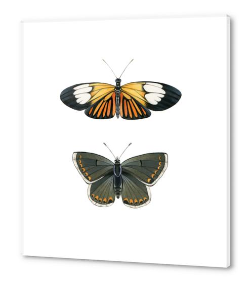 Orange and Black Butterflies Acrylic prints by lizclaytonfuller