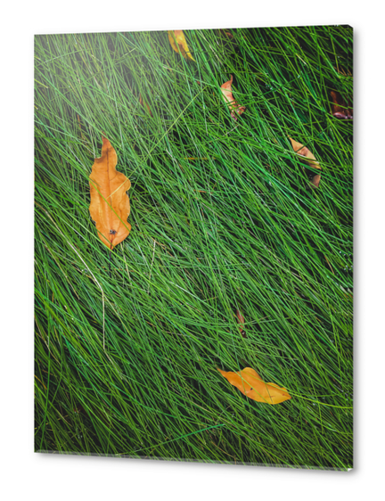 green grass field background with dry brown leaves Acrylic prints by Timmy333