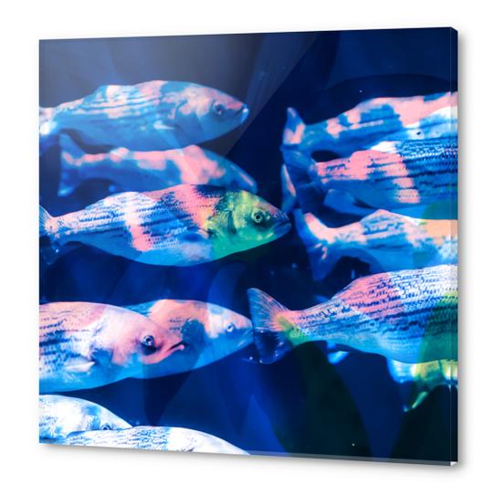 Colorful fish Acrylic prints by mmartabc