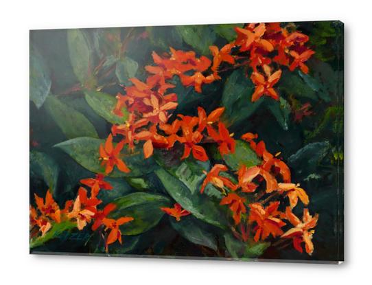 Red Ixora Oahu Acrylic prints by DanKeizer