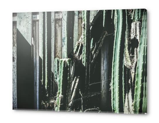 green cactus with white and green wood background Acrylic prints by Timmy333