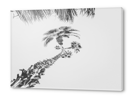 palm tree with clear sky background in black and white Acrylic prints by Timmy333
