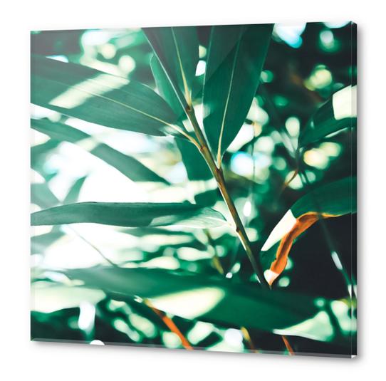 Love leaf Acrylic prints by mmartabc