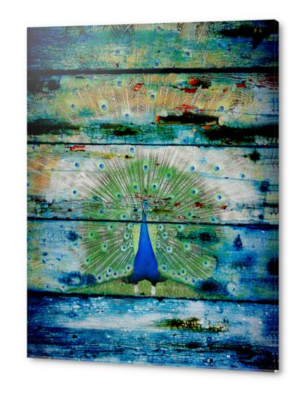  Peacock II Acrylic prints by Irena Orlov