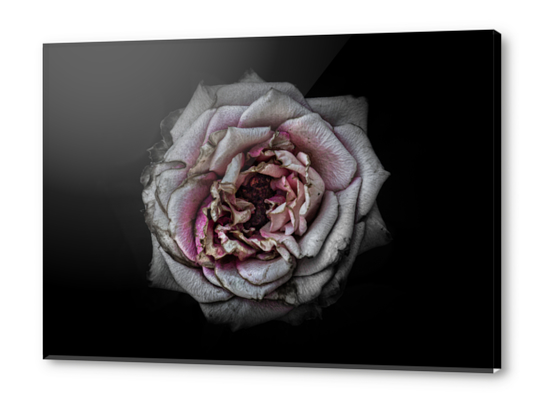 Backyard Flowers No 110 Color Version Acrylic prints by The Learning Curve Photography