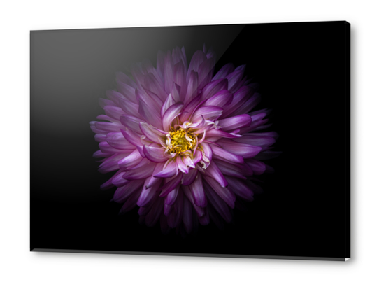 Backyard Flowers No 20 Color Version Acrylic prints by The Learning Curve Photography