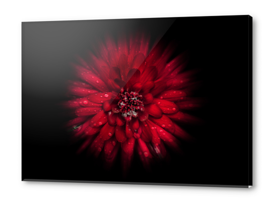 Backyard Flowers No 45 Color Flow Version Acrylic prints by The Learning Curve Photography