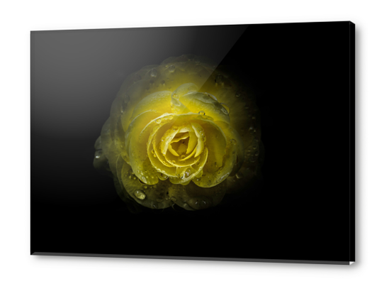 Backyard Flowers No 64 Color Version Acrylic prints by The Learning Curve Photography