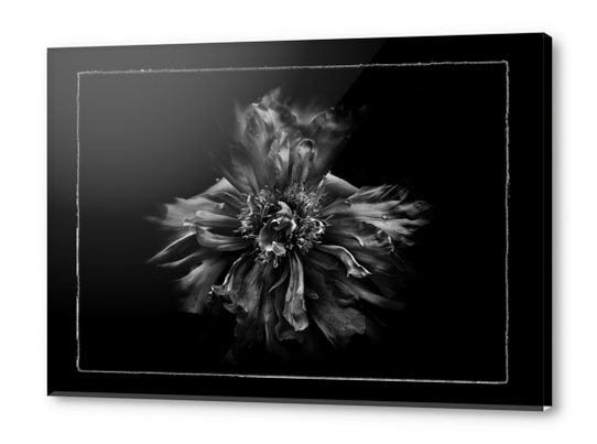 Backyard Flowers In Black And White No 49 with Border Acrylic prints by The Learning Curve Photography