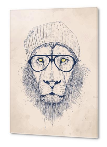 Cool lion Acrylic prints by Balazs Solti