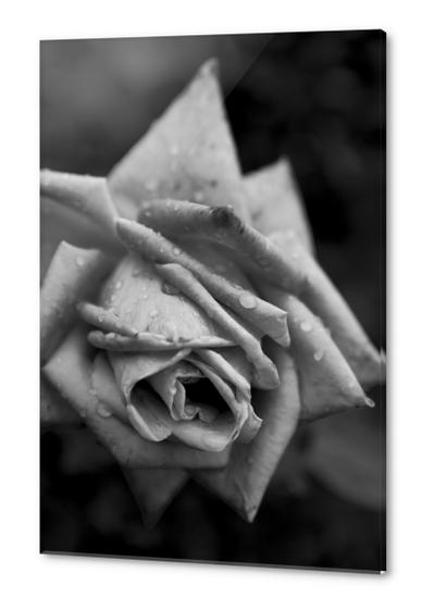 Monochrome Flower Acrylic prints by cinema4design