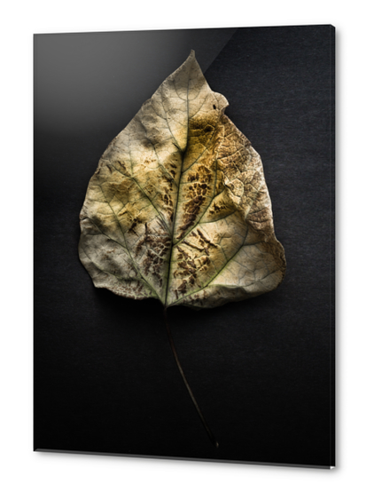 Leaves No 1 Color Version Acrylic prints by The Learning Curve Photography