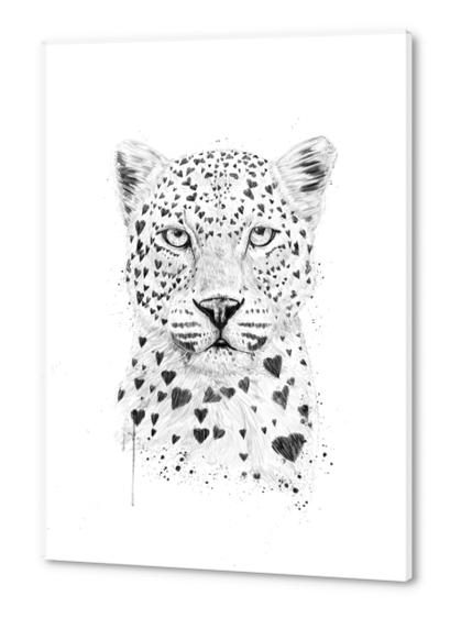 Lovely leopard Acrylic prints by Balazs Solti