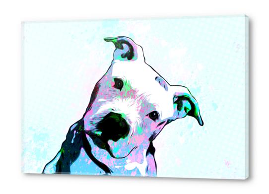 Pit bull - Puzzled - Pop Art  Acrylic prints by William Cuccio WCSmack