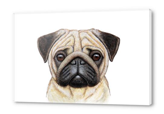 Pug Acrylic prints by Nika_Akin