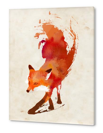 Vulpes Vulpes Acrylic prints by Robert Farkas