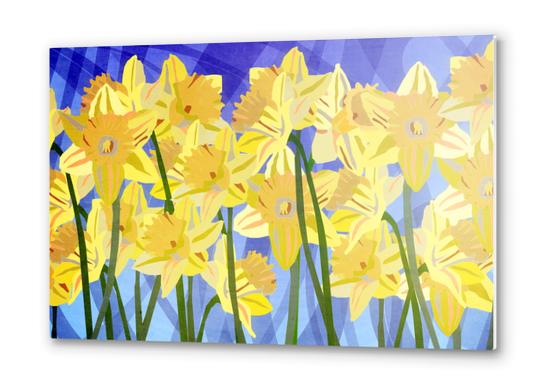 Spring Daffodils Metal prints by paulgoddard