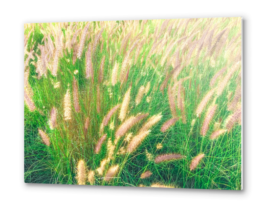 green grass field texture abstract with blooming grass flowers Metal prints by Timmy333