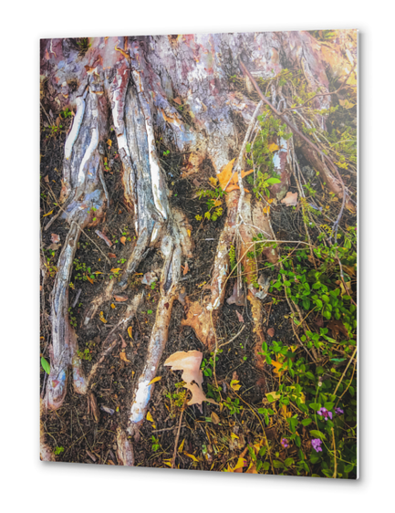 tree roots with green leaves plant on the ground Metal prints by Timmy333