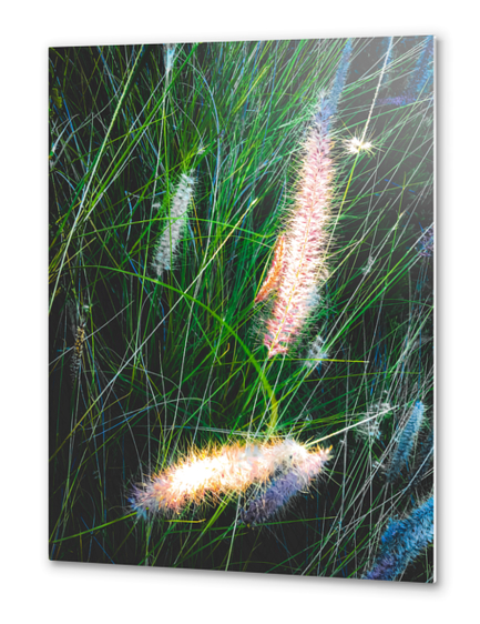 green grass field with grass flowers background Metal prints by Timmy333