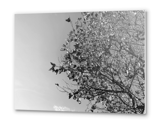 tree branch with clear sky background in black and white Metal prints by Timmy333