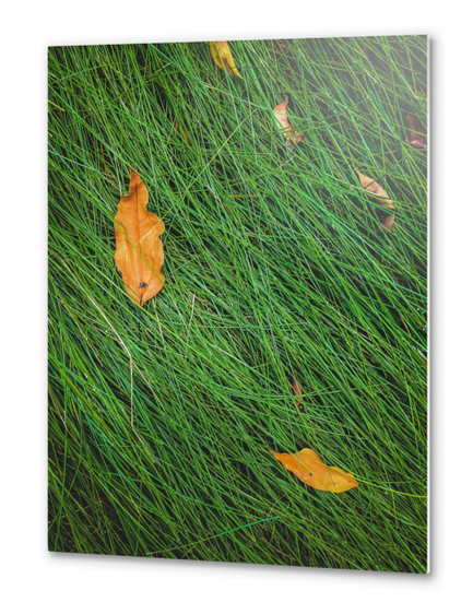 green grass field background with dry brown leaves Metal prints by Timmy333