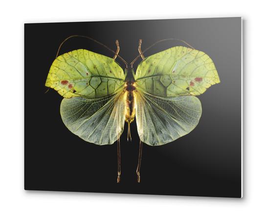 Cycloptera Metal prints by Mermet