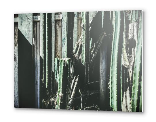 green cactus with white and green wood background Metal prints by Timmy333