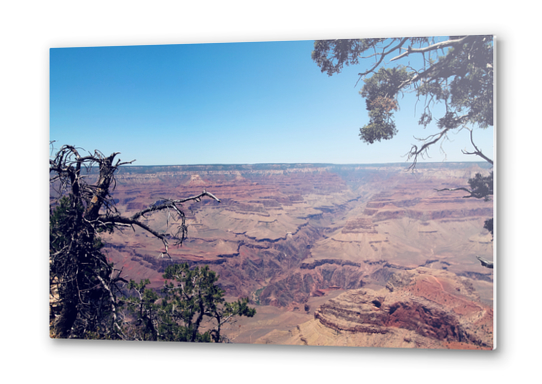 desert at Grand Canyon national park, USA in summer Metal prints by Timmy333