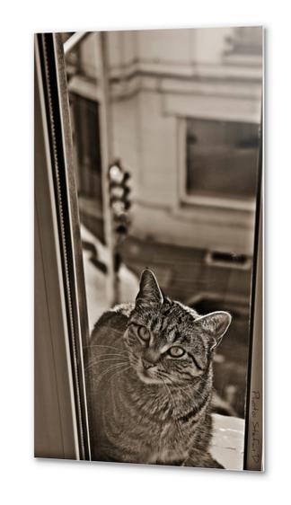 Le chat sur la fenêtre (3) Metal prints by Stefan D