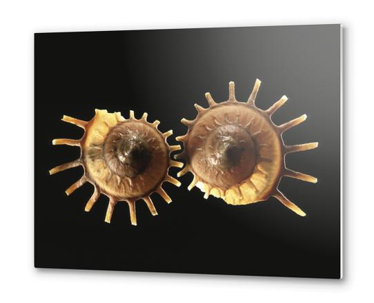 Shell Metal prints by Mermet