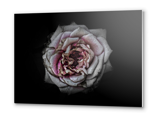 Backyard Flowers No 110 Color Version Metal prints by The Learning Curve Photography