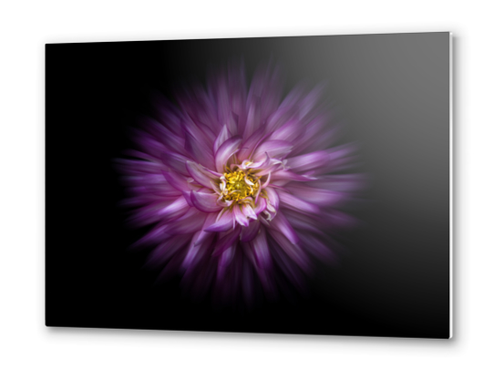 Backyard Flowers No 20 Color Flow Version Metal prints by The Learning Curve Photography