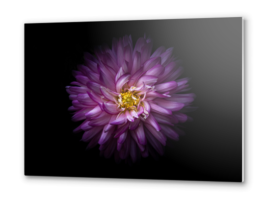 Backyard Flowers No 20 Color Version Metal prints by The Learning Curve Photography