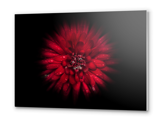 Backyard Flowers No 45 Color Flow Version Metal prints by The Learning Curve Photography