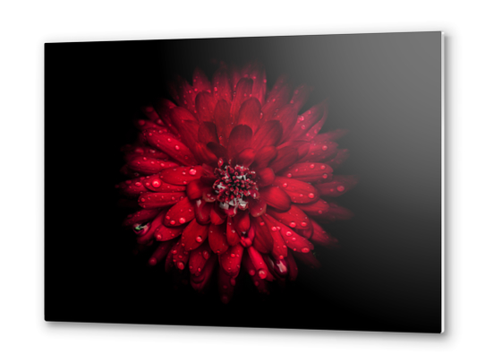 Backyard Flowers No 45 Color Version Metal prints by The Learning Curve Photography