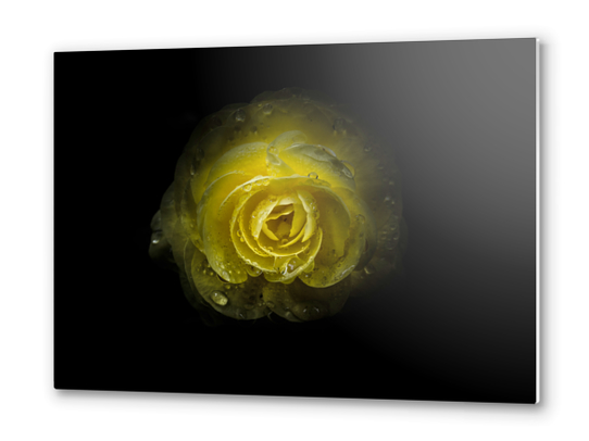 Backyard Flowers No 64 Color Version Metal prints by The Learning Curve Photography