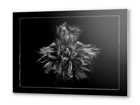 Backyard Flowers In Black And White No 49 with Border Metal prints by The Learning Curve Photography