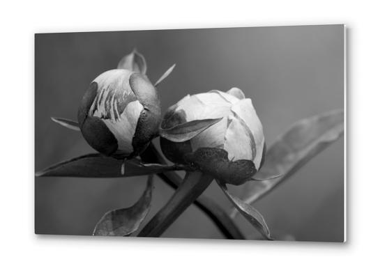 Unbloomed Flowers Metal prints by cinema4design