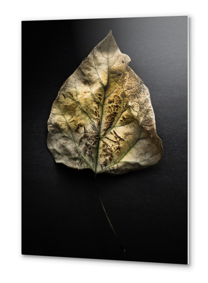 Leaves No 1 Color Version Metal prints by The Learning Curve Photography