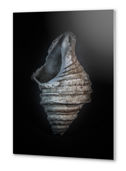 Shells No 6 Color Version Metal prints by The Learning Curve Photography