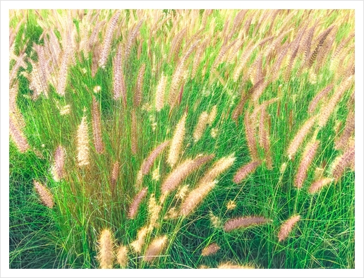 green grass field texture abstract with blooming grass flowers Art Print by Timmy333