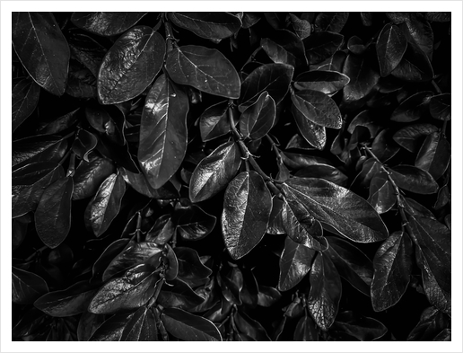 Closeup leaves garden texture in black and white Art Print by Timmy333